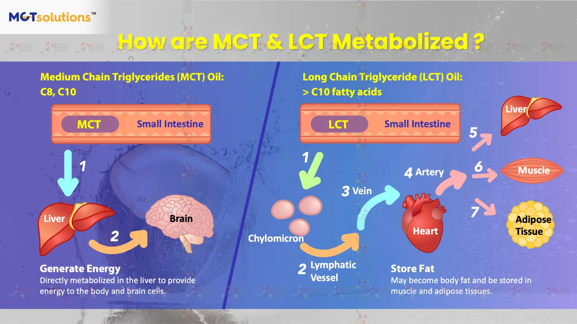 MCTsolutions™ 中鏈脂肪酸油粉 科學實證與臨床研究